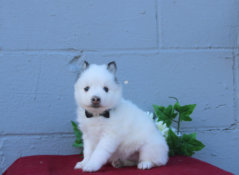 puppy, for, sale, Pomsky, Matthew B. Stoltzfus, dog, breeder, Gap, PA, dog-breeder, puppy-for-sale, forsale, nearby, find, puppyfind, locator, puppylocator, aca